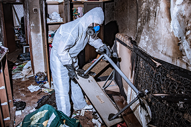 Auburn Black Mold Removal